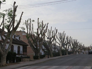 Trees showing new shoots