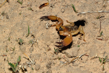 Burrowing scorpion hunting from its burrow for termites
