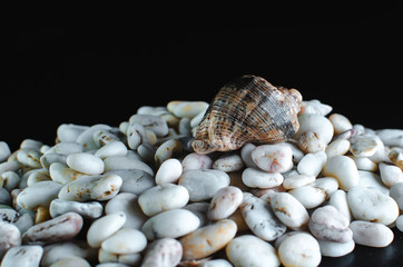 Black stones and sea shell background