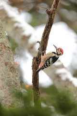 オオアカゲラ,鳥綱キツツキ目キツツキ科アカゲラ属