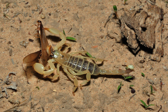 Burrowing scorpion eating termite allates