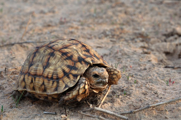 Small leopard turtle