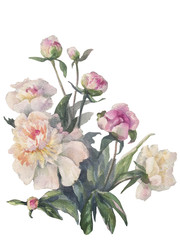 white peonies bunch watercolor isolated