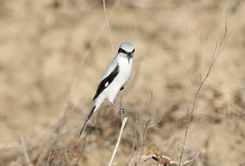 Northern Grey Shrike, Lanius excubitor