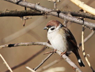 tree sparrow, passer montanus