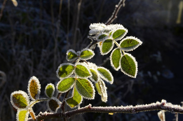 gefrorene Blätter und Gräser an kaltem Wintertag
