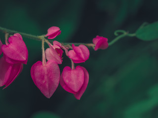 The pink heart shaped flowers in the garden.