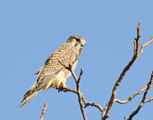 Common Kestrel, Falco tinnunculus
