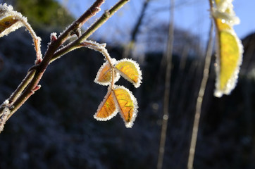 gefrorene Blätter und Gräser an kaltem Wintertag