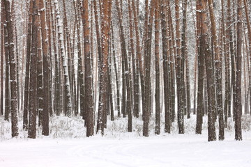 Snow covered pine trees in winter forest. Winter forest with trees. Outdoor woods nature landscape at cold day. Cold day in snowy winter forest.