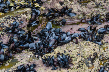 mussels attached at rocks