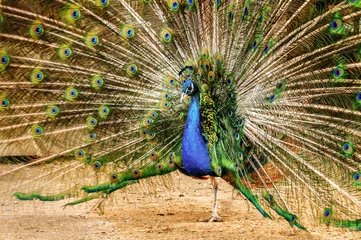 Fotobehang Peacock © Nadia