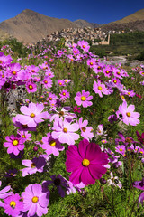 Flowers in High Atlas Mountains, Morocco, Africa