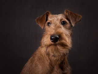 The portrait of Irish terrier  puppy on the dark background