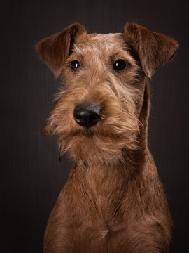 The portrait of Irish terrier  puppy on the dark background
