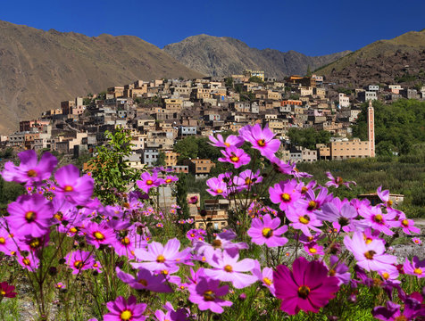 Flowers in High Atlas Mountains, Morocco, Africa