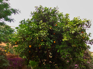 beautiful tree with citrus
