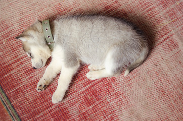 siberian husky puppy sleeping in the home on old red vintage carpet.