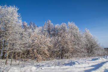 sunny weather . Winter forest landscape, snow