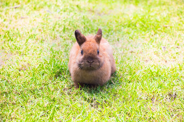 Little rabbit sitting on grass look at me