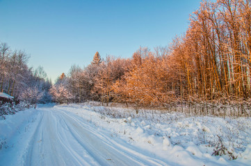 sunny weather . Winter forest landscape, snow