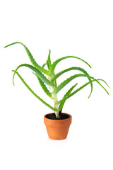 Aloe vera plant in flowerpot on white background.