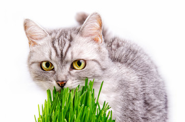 Gray striped cat isolated on white background © Reidl