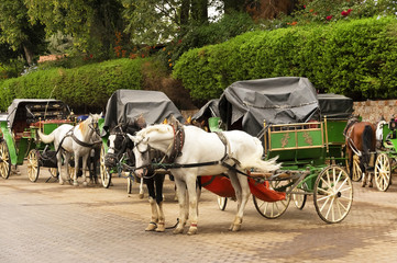 Naklejka na ściany i meble Jemaa el-Fnaa square - Horse drawn carriages for tourists, Morocco, Africa