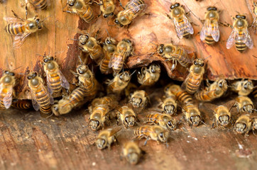 ニホンミツバチ