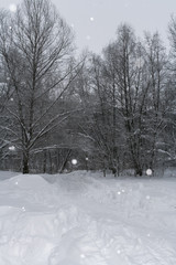 Winter landscape. Snow-covered trail, bare trees and snowfall.
