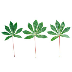 green palm branches on white background. flat lay, top view