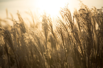 Obraz premium 억새