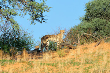 Cheetahs on top of a dune