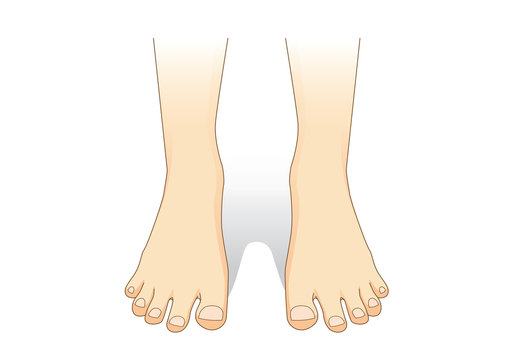 Feet vector in front view. Illustration about foot care.

