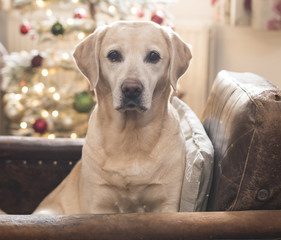 Labrador at christmas