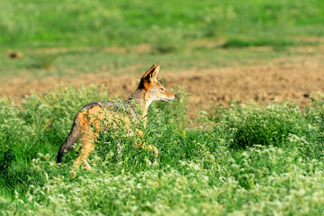 Black-backed jackal walking though flowers