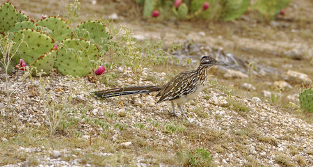 Greater Roadrunner among Prickly Pear cactus in dry Texas ranchland