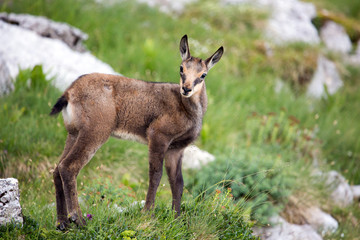 Baby chamois on a meadow
