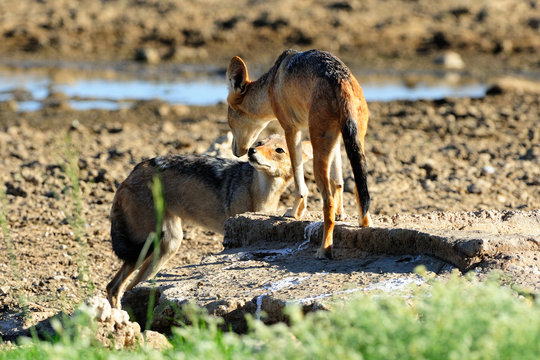 Two black-backed jackals interacting at a waterhole in the Kalah