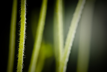 Obraz premium Tallos de soja