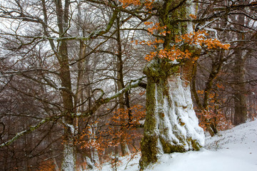Mystical winter forest covered with snow on winter day