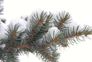 blue spruce covered in snow © st_fox