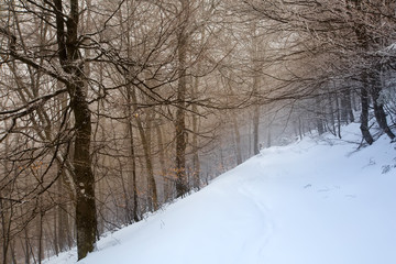 Fototapeta na wymiar Mystical winter forest covered with snow on cloudy day