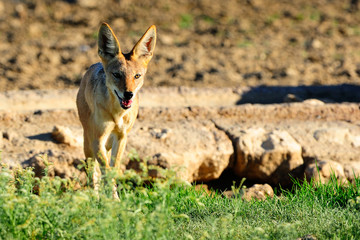 Black-backed jackal