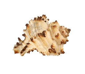 Obraz na płótnie Canvas The conch of angulate gastropoda mollusk isolated by pen.