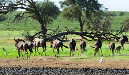 Herd of wildebeests running away