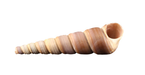 The conch of conic  gastropoda mollusk isolated by pen.