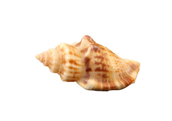 The small rigid conch of gastropoda mollusk isolated by pen.