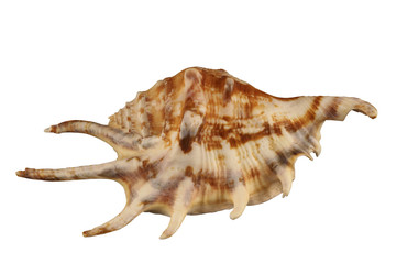 The angular conch (cockle  ) of gastropoda mollusk isolated by pen.