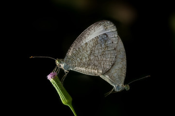 Close up Butterflies mating in nature,Butterfly double,Thailand butterfly ( Psyche ) dark tone